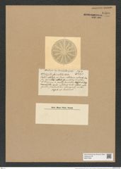 Actinocyclus fasciculatus Castr. (de-Toni-Nr.: Genus 195, Species 4776) Zeichnungen Sammlung Grunow Nr. 8409 (NHMW-BOT-W0377850)